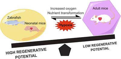 Metabolic Regulation of Cardiac Regeneration
